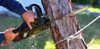 Best Leaf Removal  in Leona Valley, CA